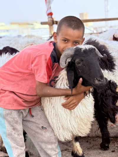 Eid Joy with a Little Sheep