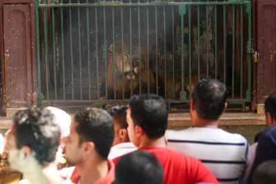 Crowd Watching Lions at Giza Zoo (Genenit el Hayawanat) During Eid el Fitr 2017