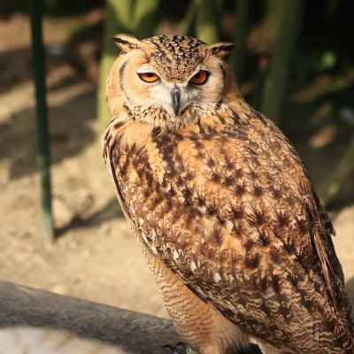 Pharaoh Eagle Owl Spotted in Hurghada, Egypt