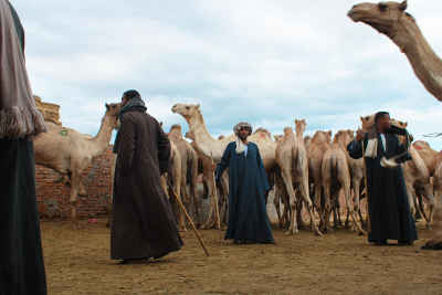 Men Walking Among Camels at Birqash Camel Market