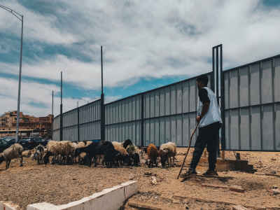 Shepherd with Sheep Before Eid al-Adha in 6th of October City