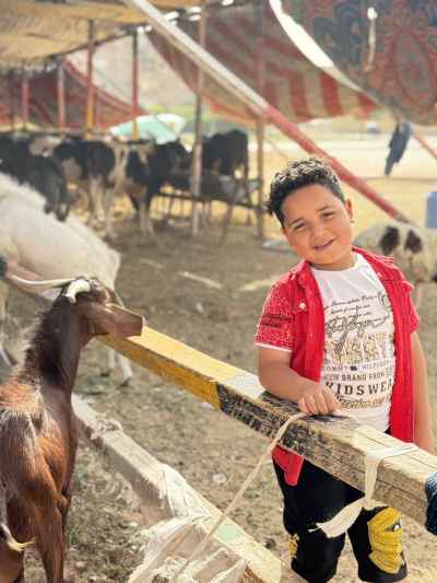 Joy of a Child with a Little Sheep