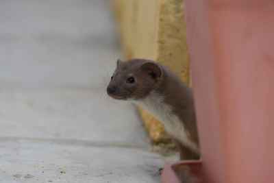 Egyptian Weasel Spotted in Maadi, Cairo