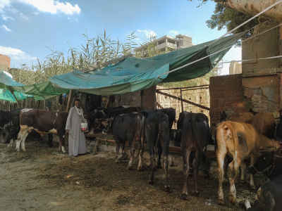 Egyptian Cows and Buffalos Feeding with Herder During Eid al-Adha Season