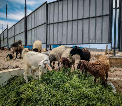 Flock of Sheep Eating Fresh Clover Before Eid al-Adha