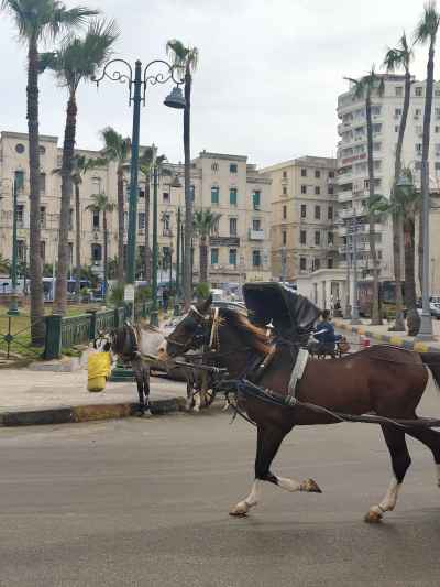 horse