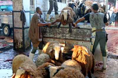 Sheep Unloaded at Livestock Market Before Eid al-Adha
