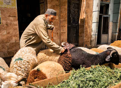Upper Egyptian Shepherd Pulling a Sheep Before Eid in Egypt