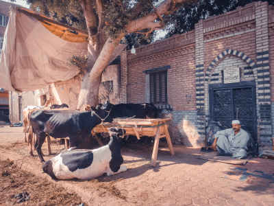 Egyptian Cows and Buffalos Feeding While Herder Sits in the Shade During Eid al-Adha Season