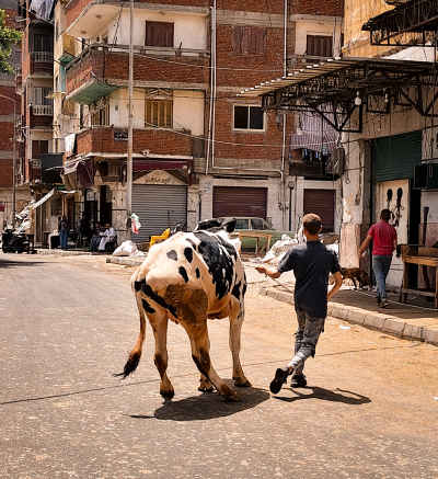 Young Boy Leading a Buffalo with Confidence Before Eid al-Adha