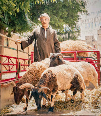 Upper Egyptian Shepherd Standing on the Back of a Truck Among Sheep