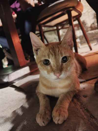 Egyptian Baladi Cat Descended from the Ancient Mau Breed in Al-Moez Street