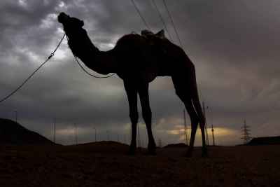 Camel Silhouette Against Stormy Sky, Nuweiba Desert