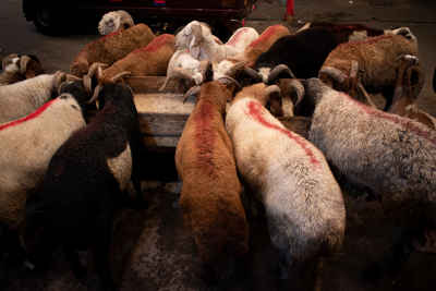 Sheep Gathered Around the Feeding Trough Before Eid