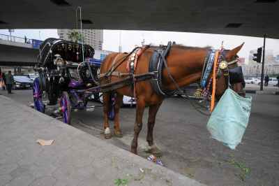 Traditional Hantoor (Horse Carriage) in Downtown Cairo (Wust el Balad) (Wust el Balad) – Egypt – Street Photography