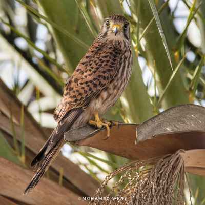 Common Kestrel Perched on Palm Tree, Egypt