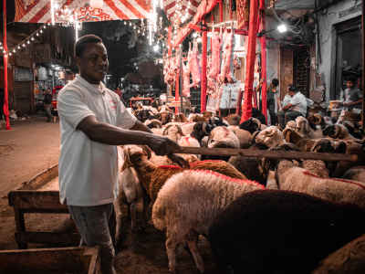 Man Watching Over Sheep Before Eid