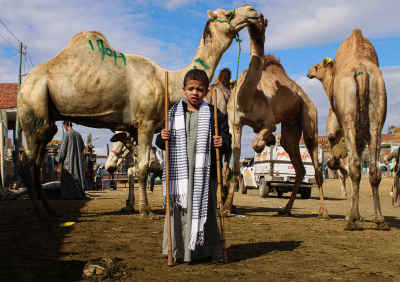Young Upper Egyptian “Saieedi” Boy Holding Bamboo Sticks at Birqash Camel Market