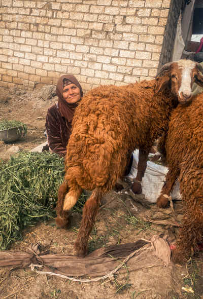 Elderly Egyptian Shepherd Woman Sitting Beside a Sheep