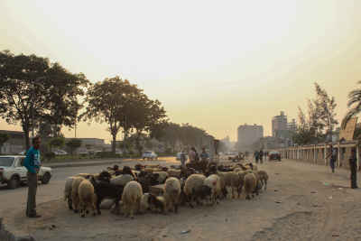 Shepherd Herding Sheep on Urban Street, Ain Shams Cairo