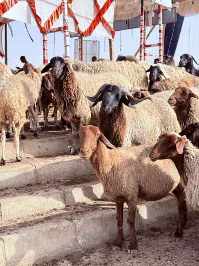 Sheep Gathered Before Eid