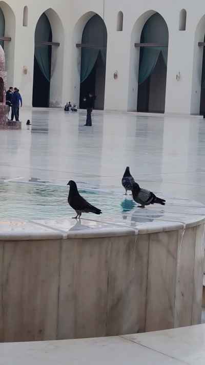 Pigeons at Ablution Fountain, Al-Hakim Mosque Courtyard Cairo