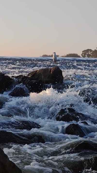 Great Egret on Nile Rocks, Al Qanater Al Khayreya