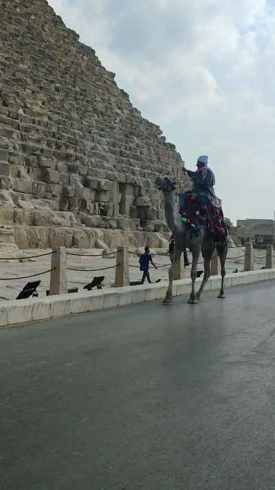 Camel Rider in Traditional Gallabiya at Great Pyramid Giza