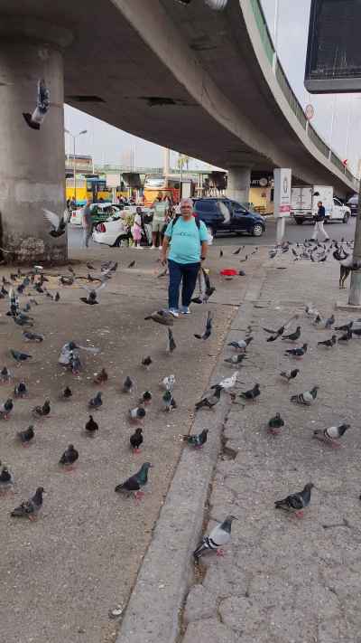 Pigeons Flock Under Cairo Overpass, Abdel Moneim Riad