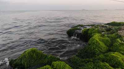 Mediterranean Waves and Green Algae at Al Max Shore