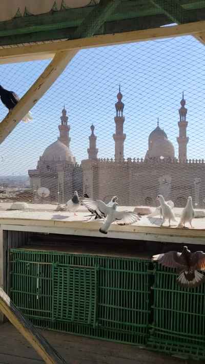 Pigeons on Rooftop Coop Overlooking Sultan Hassan and Al-Rifa'i Mosques