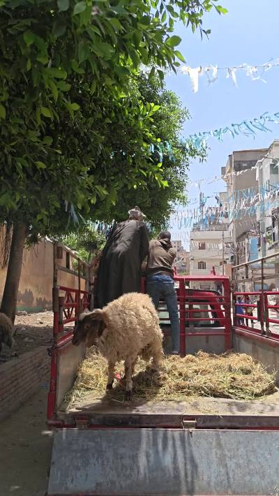 Loud Eid Sheep Calling Out at Alexandria Livestock Market During Eid Al-Adha