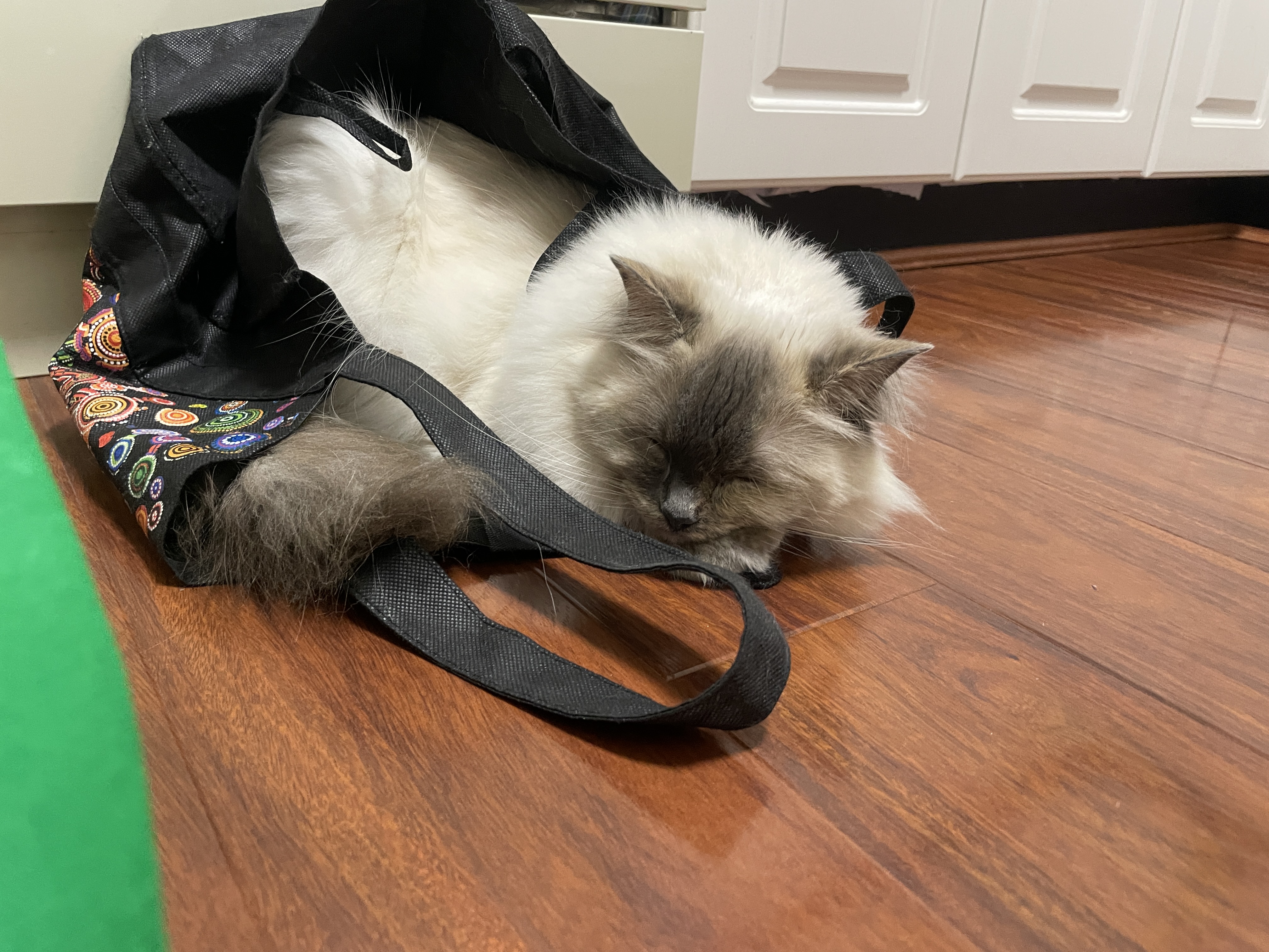 A white cat sleeping inside of a dark environmental bag on the floor.