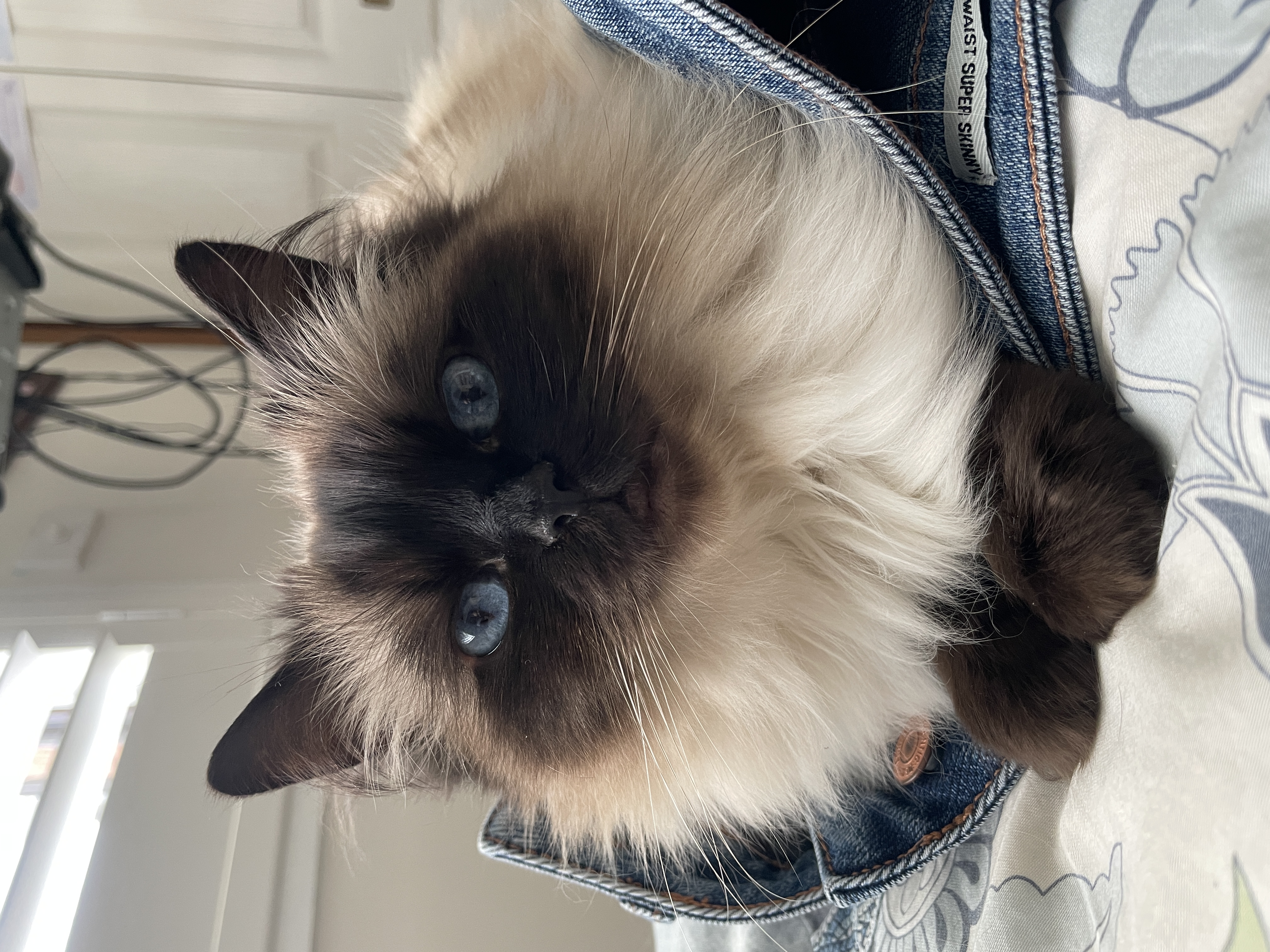 A dark cat sitting on jeans staring at the camera.