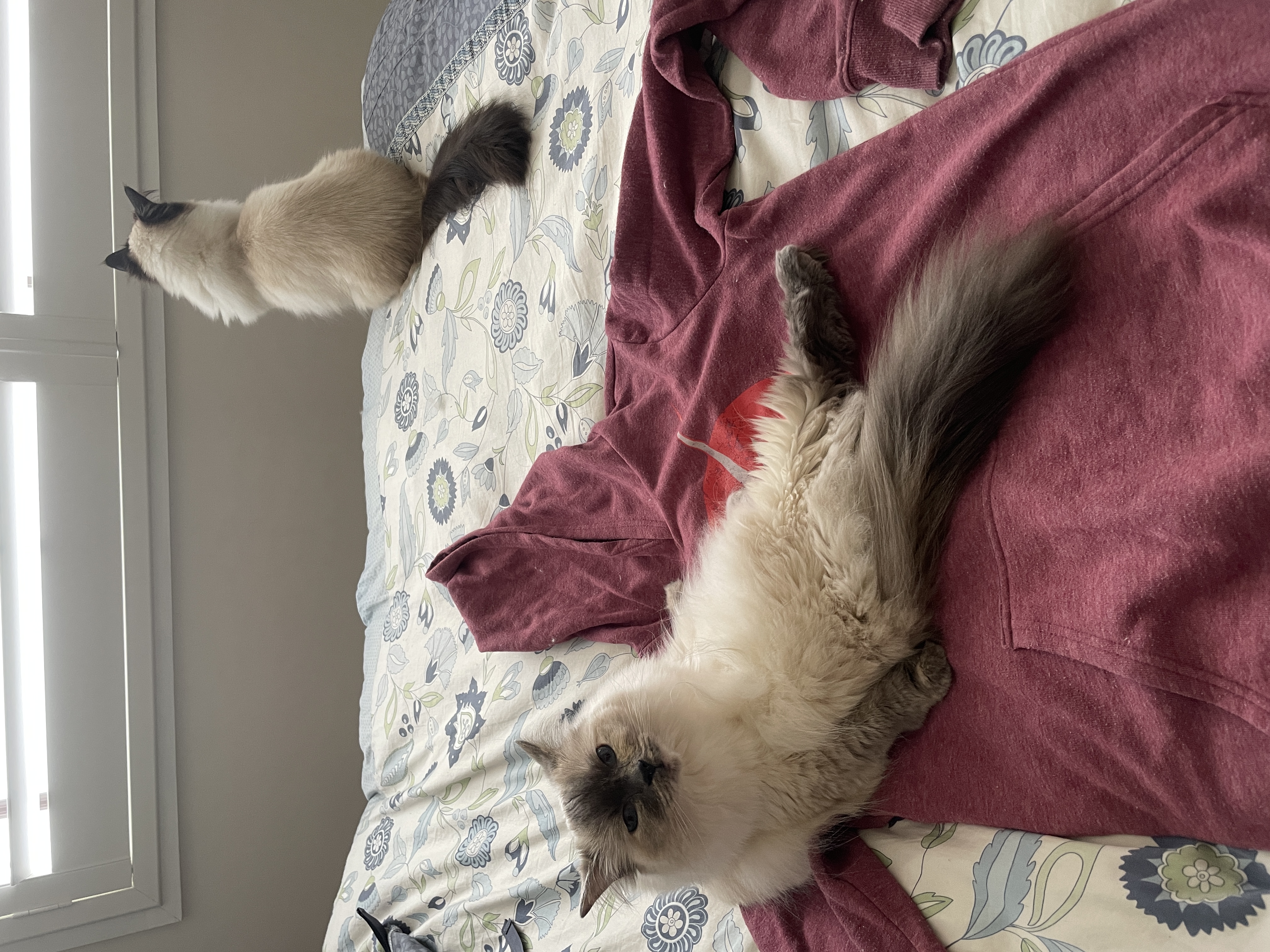 White cat sitting on red jumper, with another darker cat sitting in the corner on the bed.
