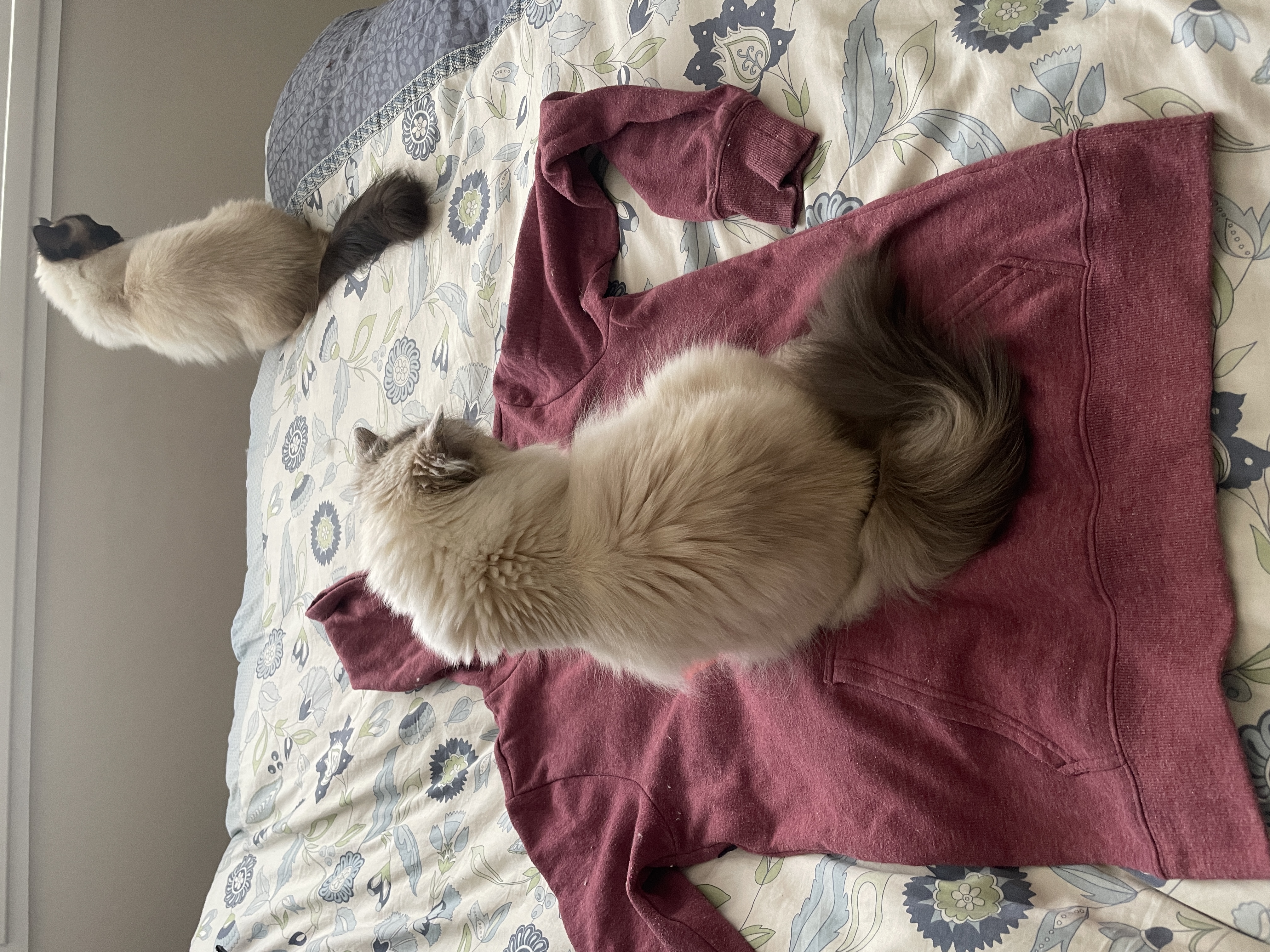 White cat sitting on red jumper, with another darker cat sitting in the corner on the bed.