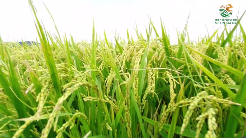 “Mạ khay - cấy tay ”... Hành trình làm nên hạt gạo sạch từ trái tim người Việt