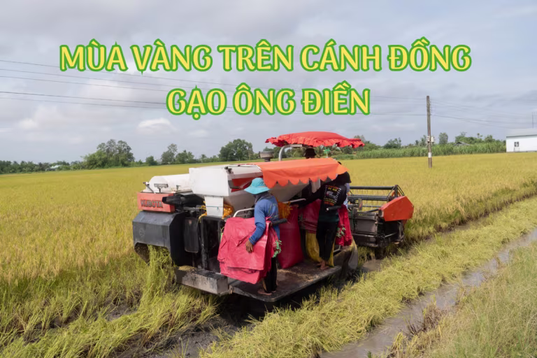 Mùa vàng trên cánh đồng gạo sạch Ông Điền