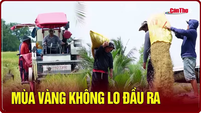 Mùa vàng không lo đầu ra...