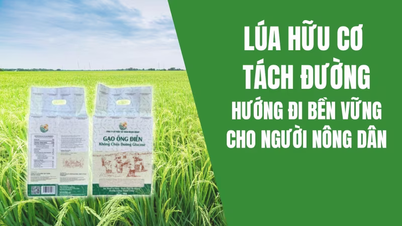 Gạo hữu cơ tách đường hướng đi mới cho người nông dân