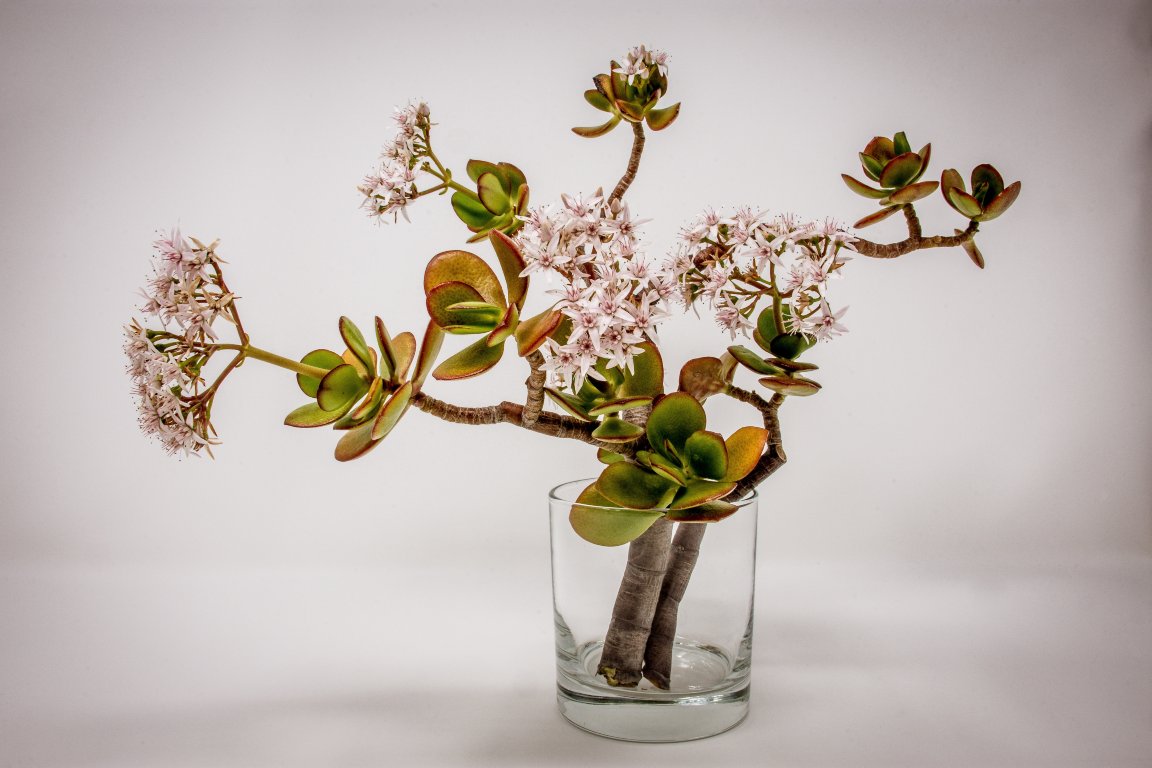 Glass Vase