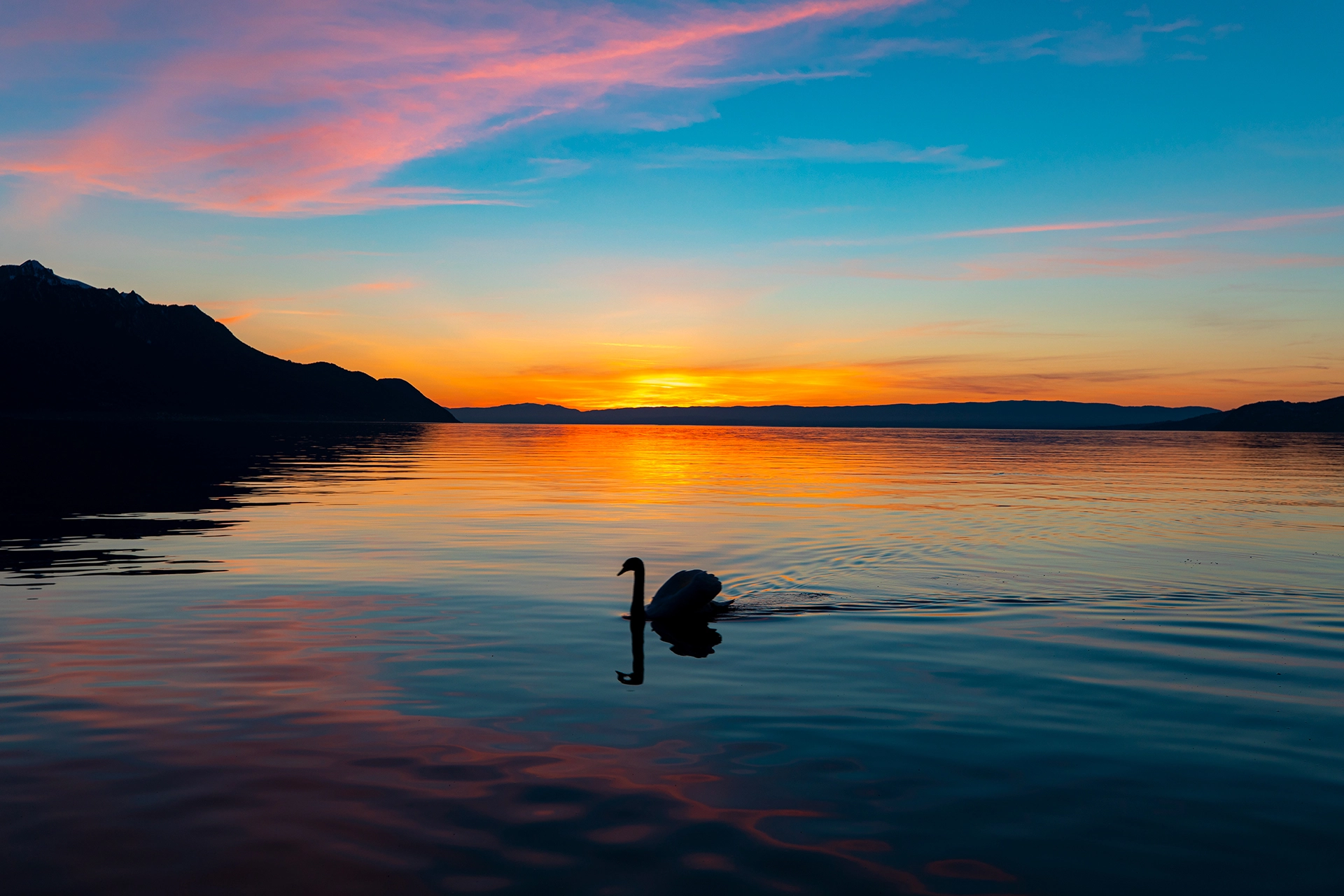Tranquil Sunrise with a Lone Swan on Lake Geneva