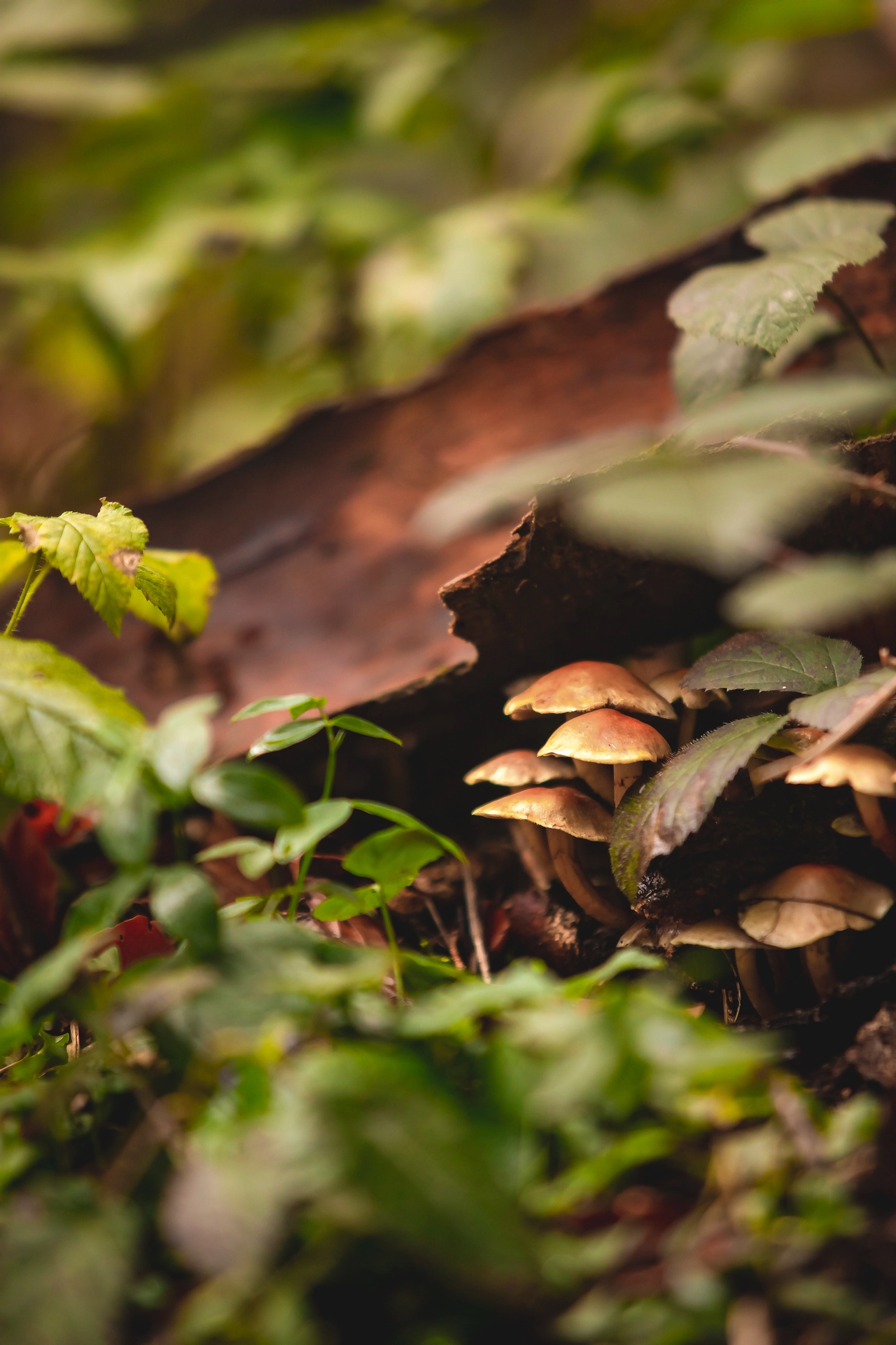 Sunlit Mushrooms Amidst the Forest Floor