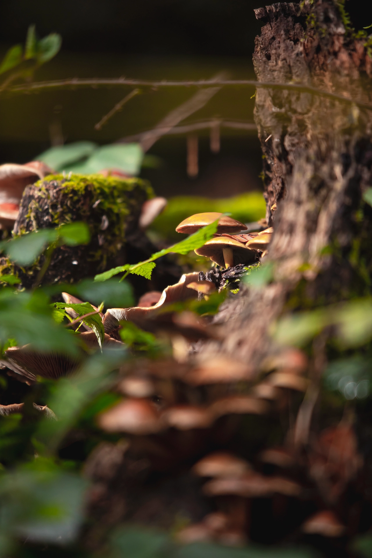 Whimsical Mushrooms in a Forest Glade