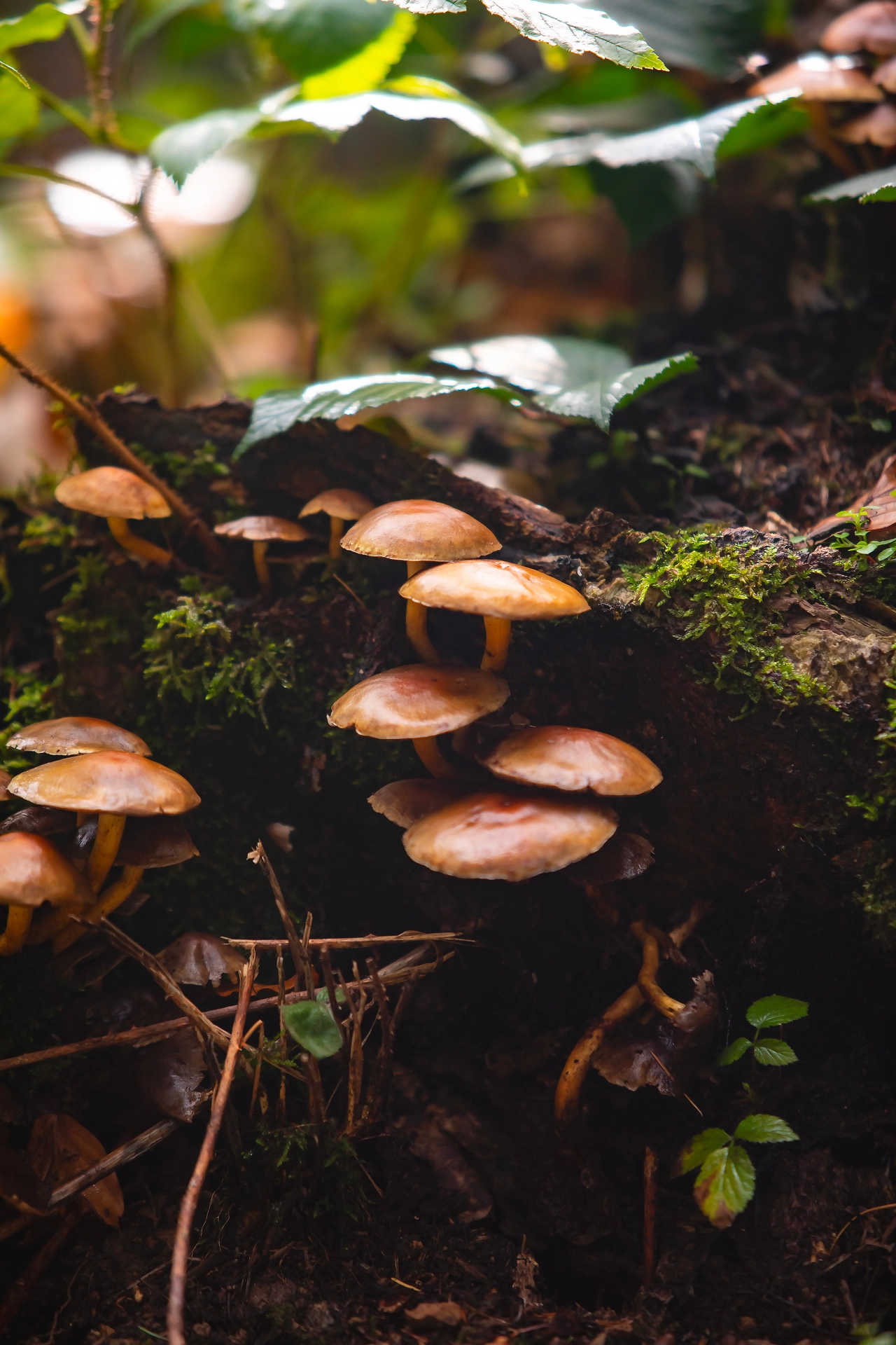 Sunlit Mushrooms Amidst the Forest Floor