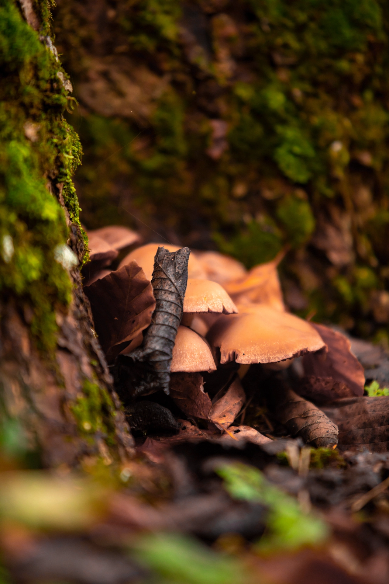 Hidden Mushrooms in a Forest Glad