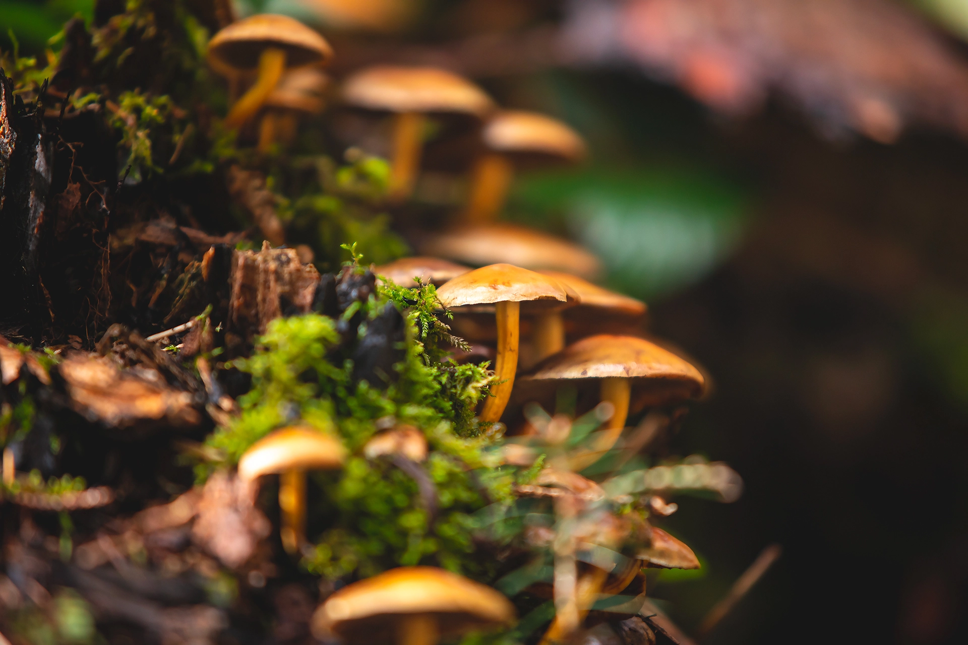 Enchanting Mushrooms of the Woodlands