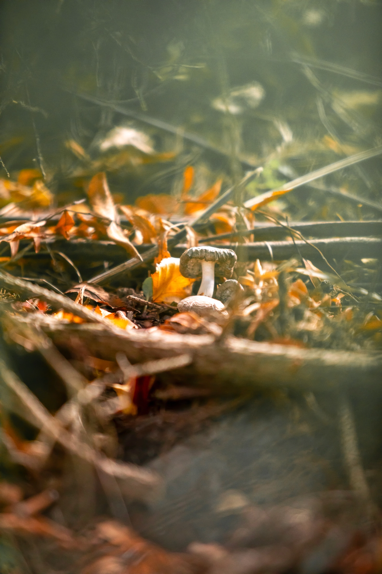 Mushroom Magic in Autumn Light
