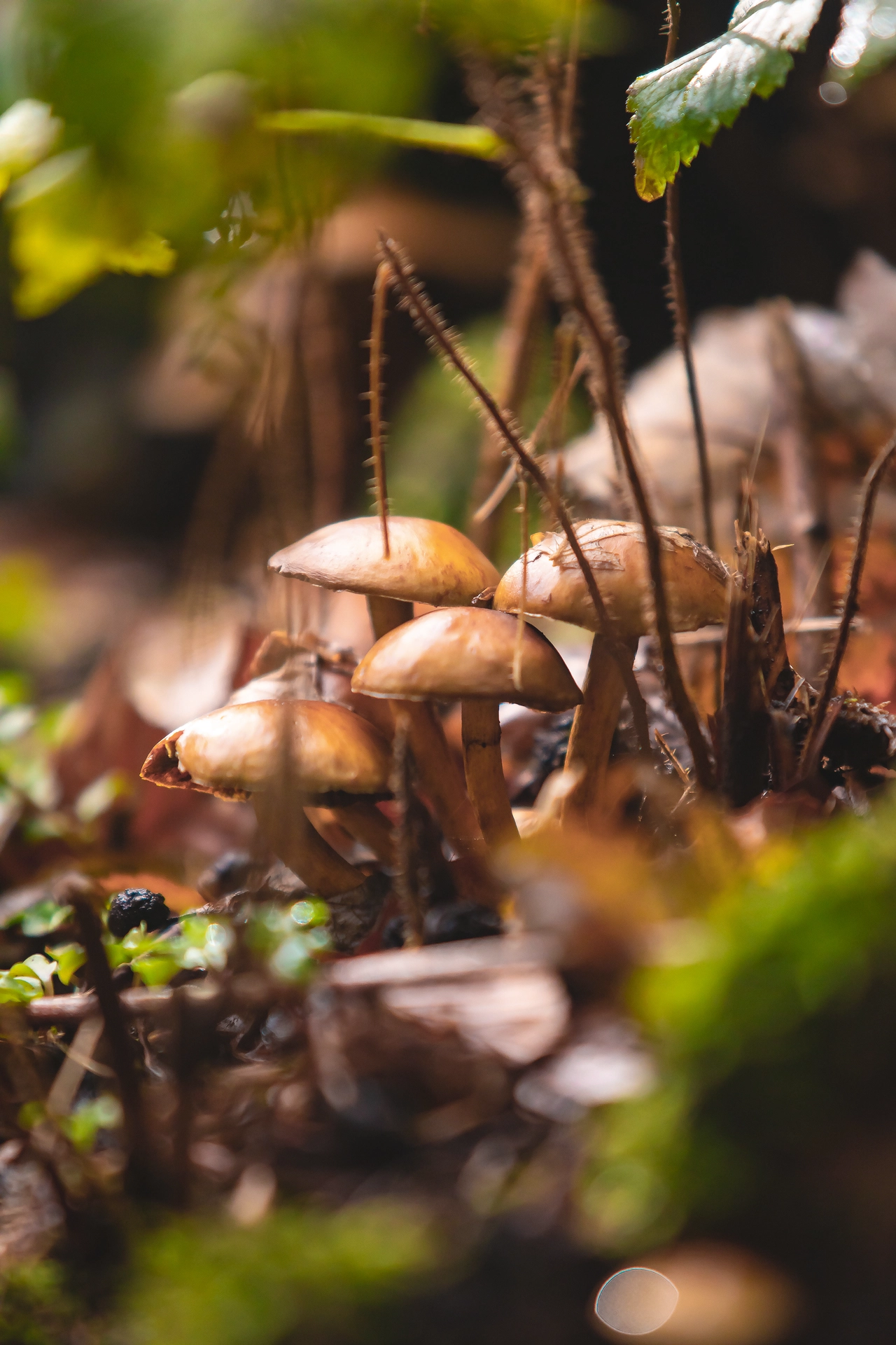 Enchanting Mushrooms of the Woodlands