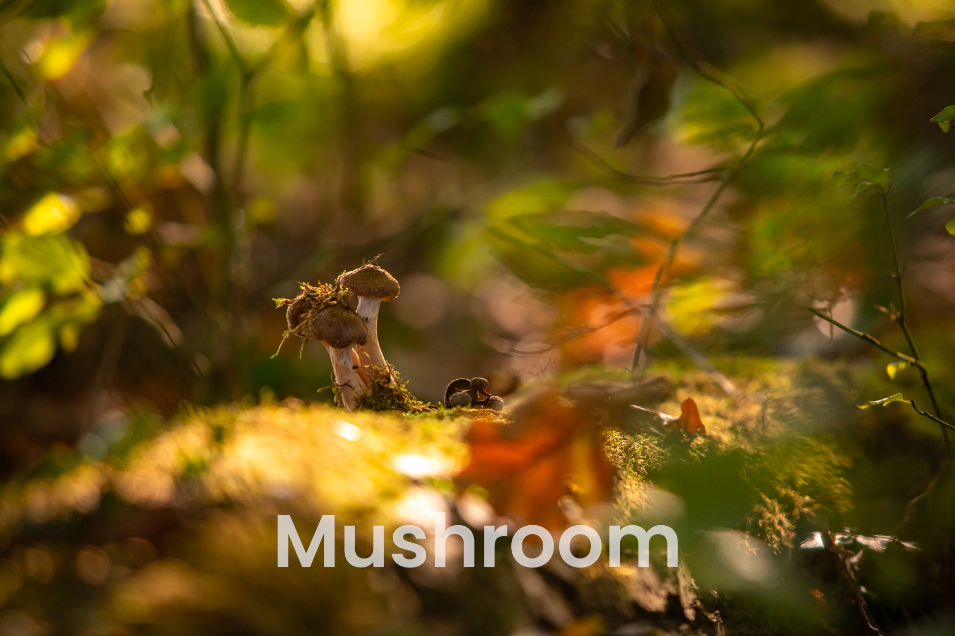 Mushrooms in Swiss Forest